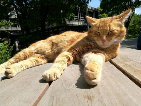 Meet Europe’s cutest students: These 5 campus cats will melt your heart