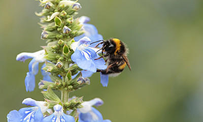 Study Ecology: All you need to know