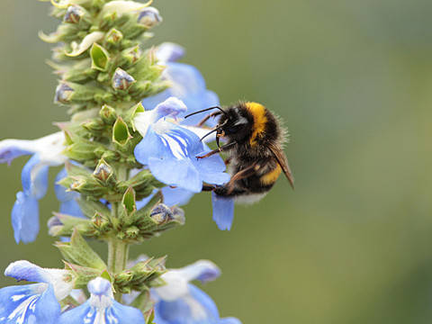 Study Ecology: All you need to know